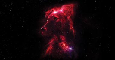 SPACE DOGS